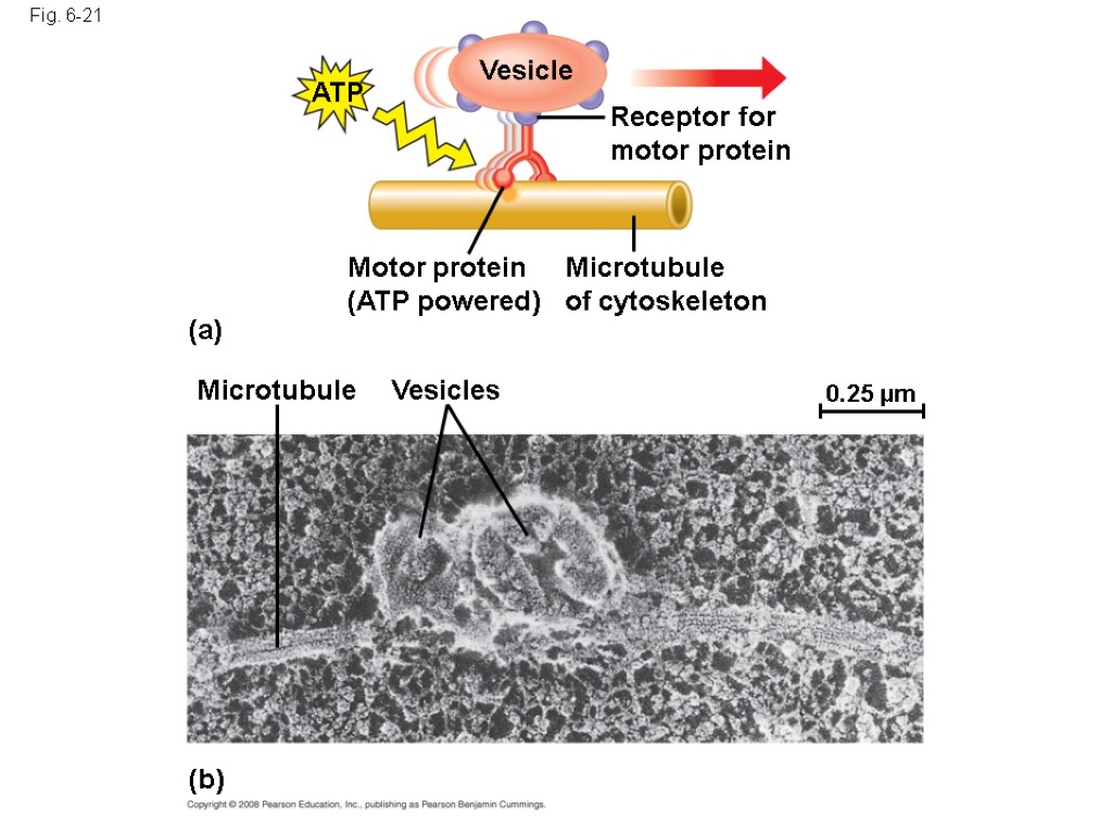 Fig. 6-21 Vesicle ATP Receptor for motor protein Microtubule of cytoskeleton Motor protein (ATP